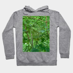 Inside The Maple Tree Hoodie